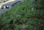 1999_Spot-(7th-Street_Normandie-Ave.)